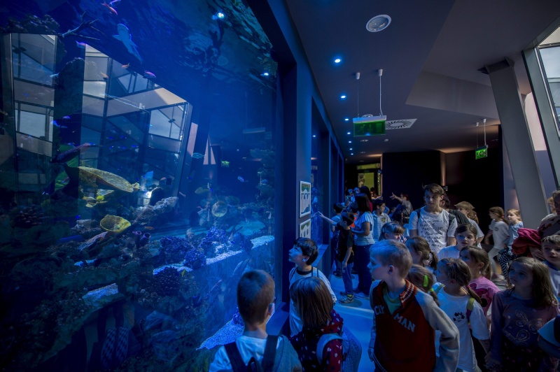 Pécs, 2016. május 20. Tengeri akvárium az 1,8 milliárd forintos beruházásból megújult pécsi állatkertben 2016. május 20-án. MTI Fotó: Sóki Tamás